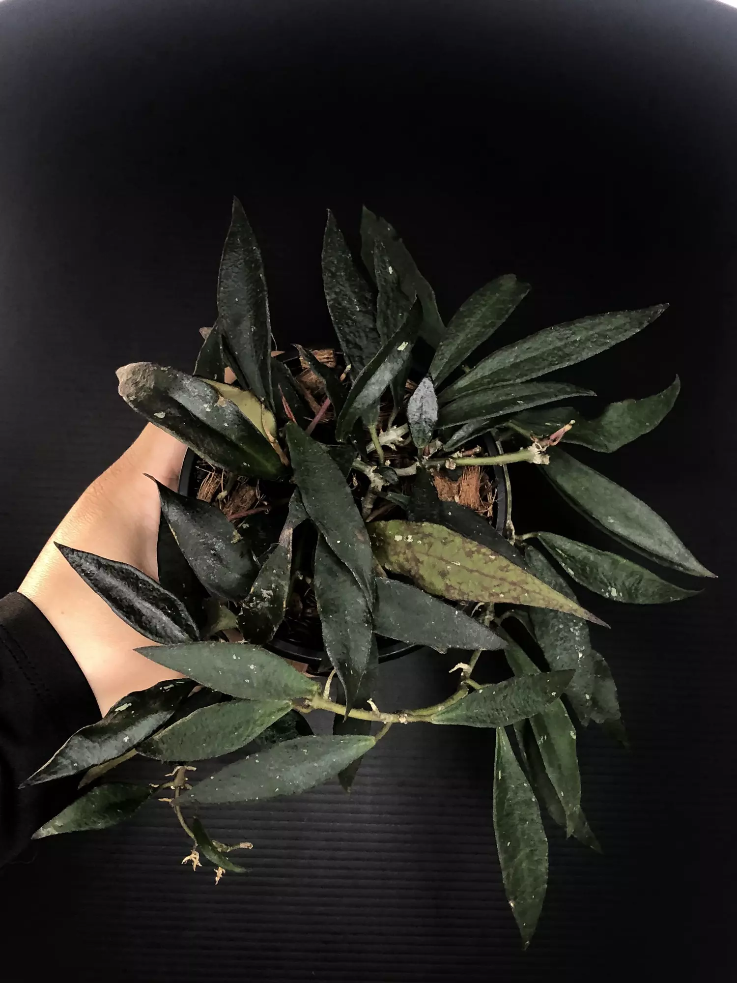 plant/431 Hoya Mirabilis-0