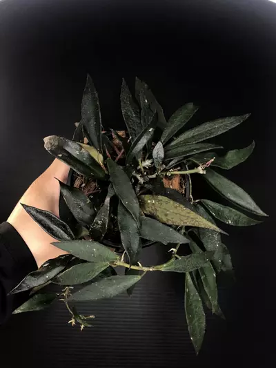 plant/431 Hoya Mirabilis-0-thumbnail