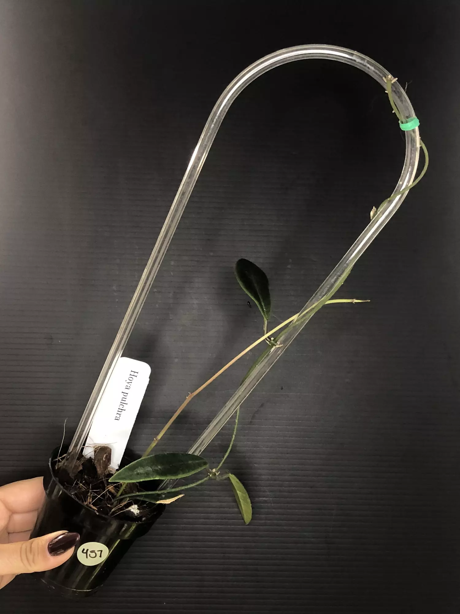 plant/457 Hoya Pulchra-0