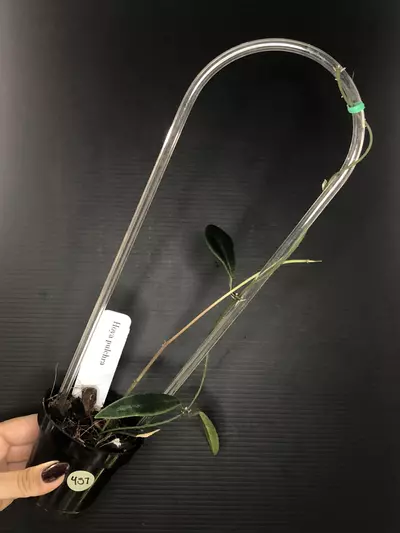 plant/457 Hoya Pulchra-0-thumbnail