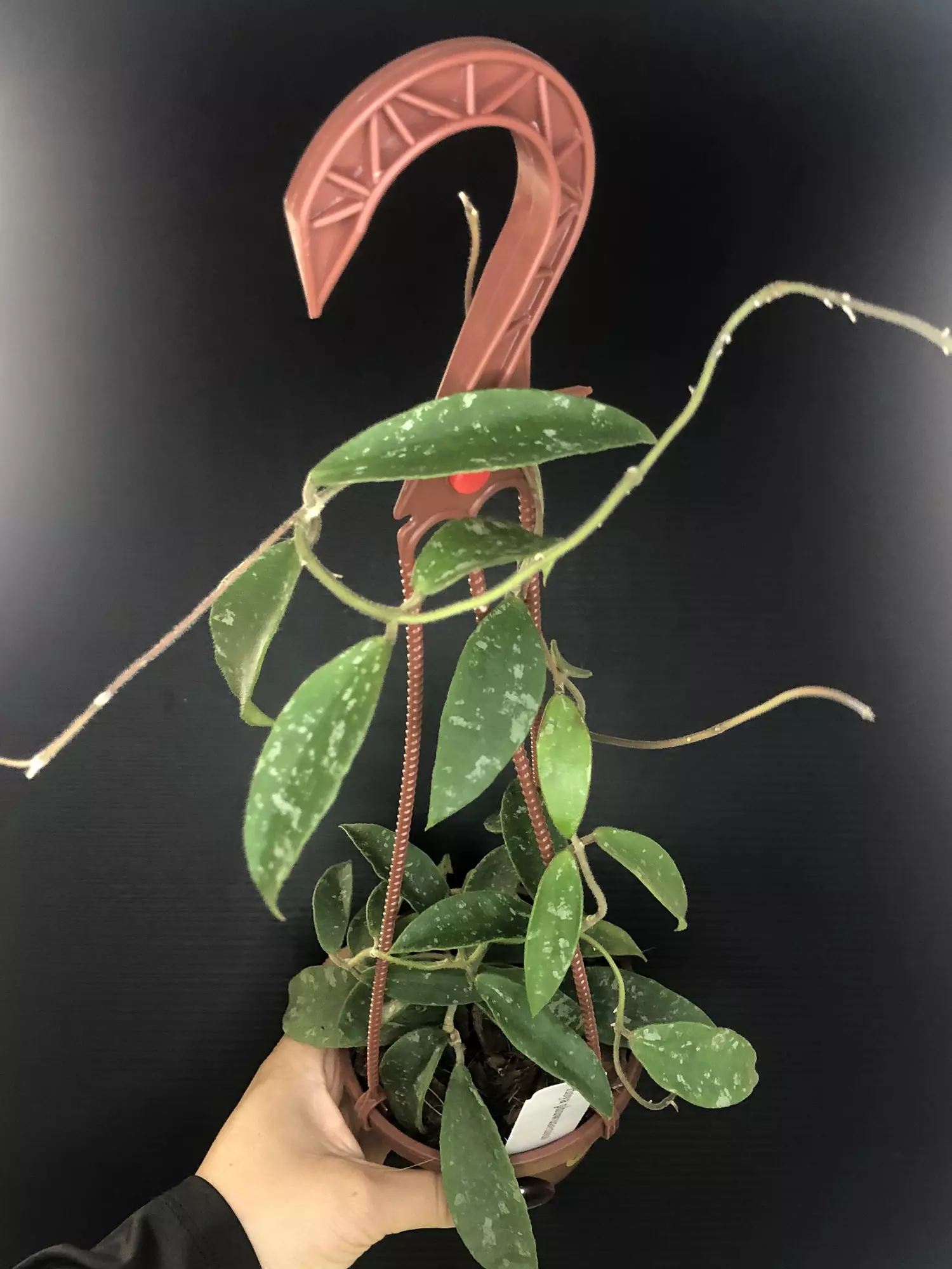 plant/391 Hoya Phywuaensis (peduncle)-1