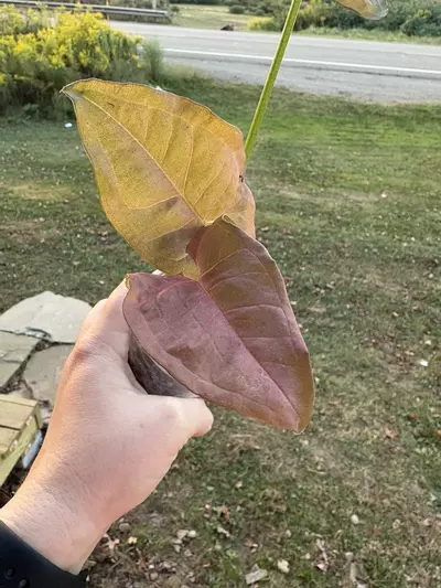 plant/Syngonium Neon-1-thumbnail