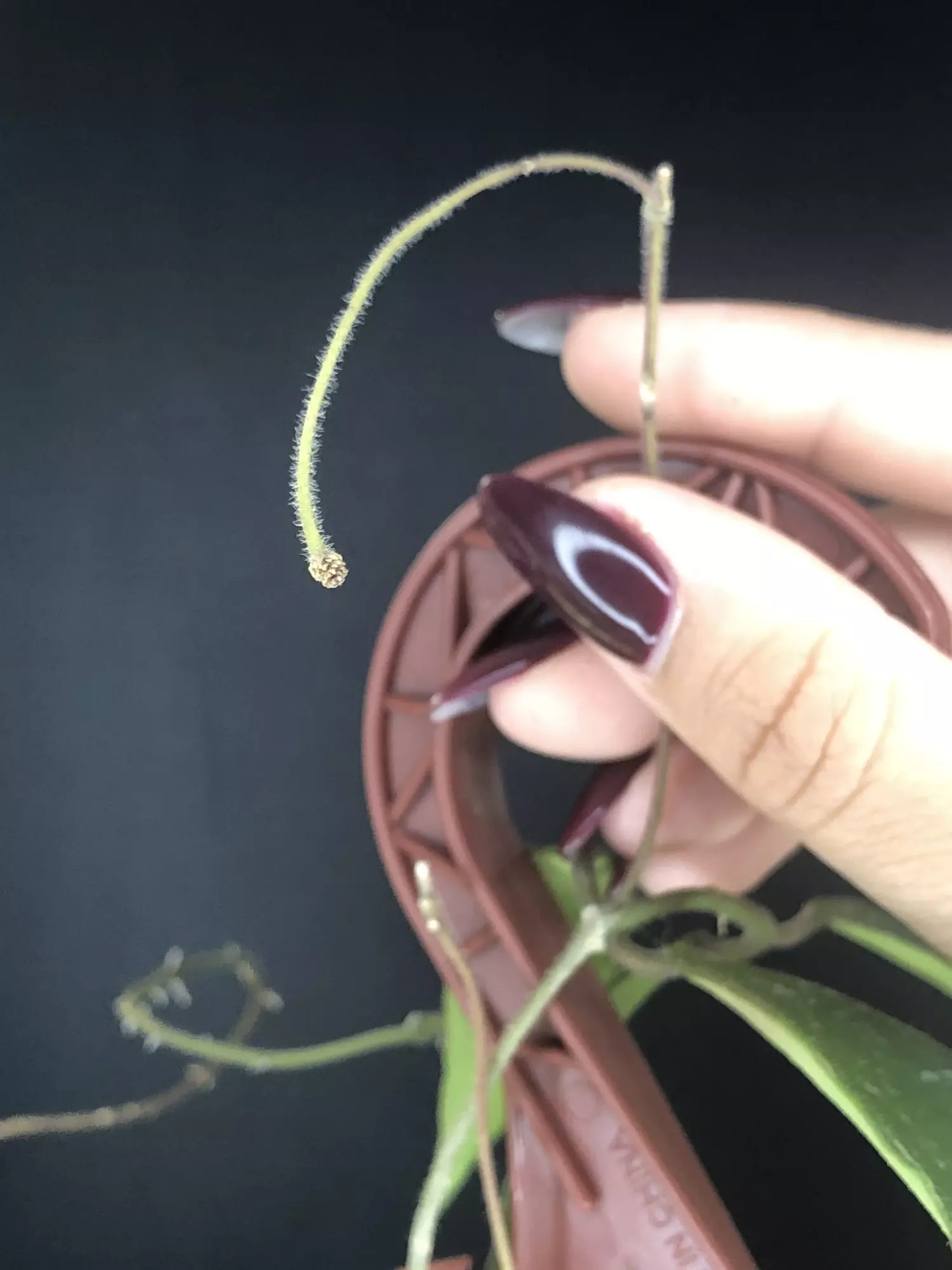 plant/391 Hoya Phywuaensis (peduncle)-2