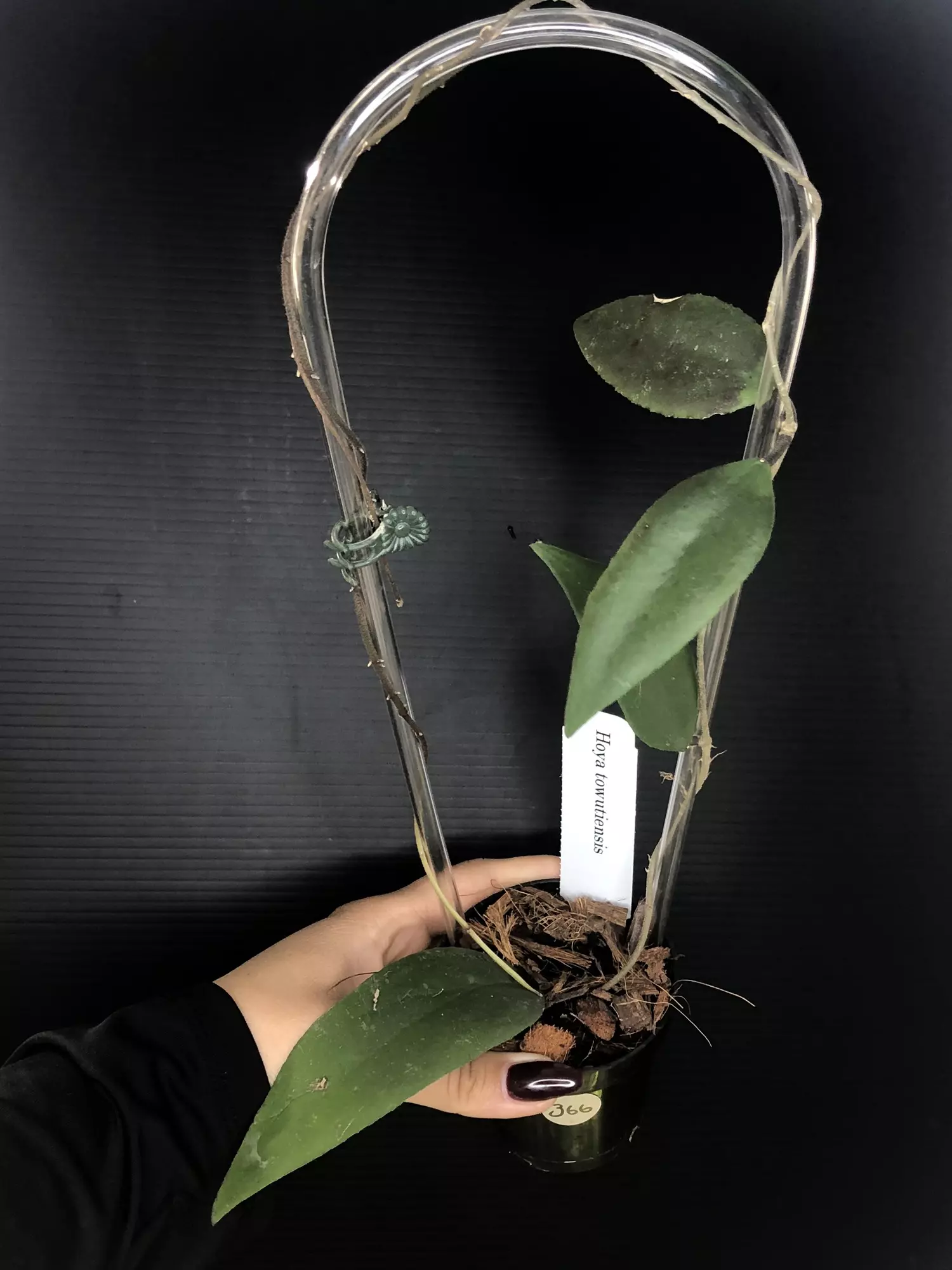 plant/366 Hoya Towutiensis-0