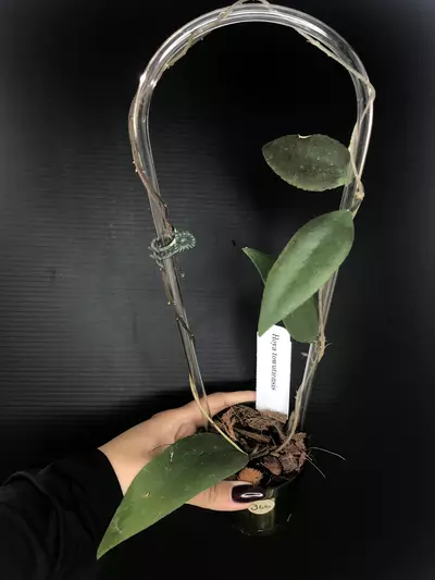 plant/366 Hoya Towutiensis-0-thumbnail