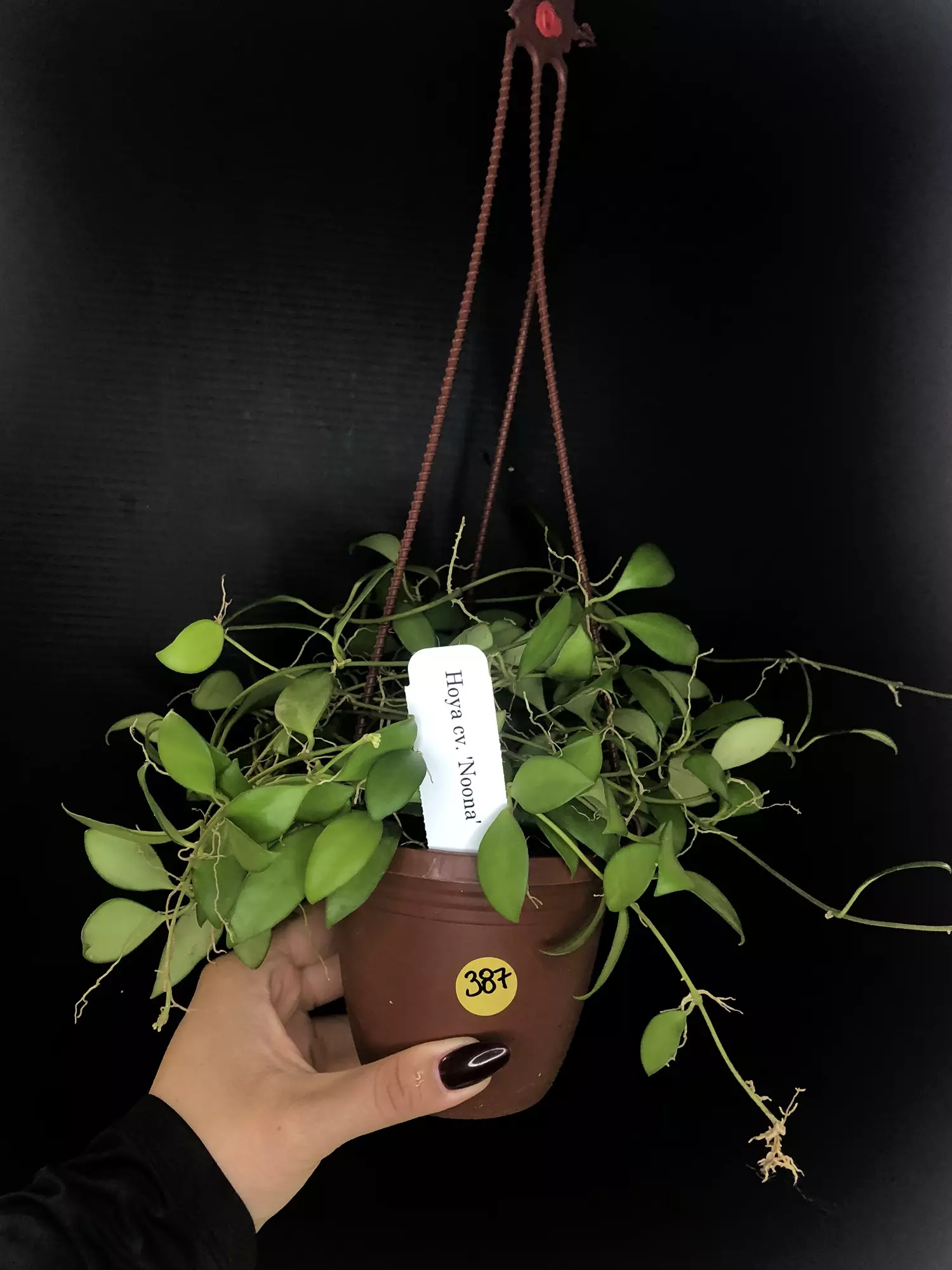 plant/387 Hoya cv Noona (Yellow Flowers-Flowering)-0