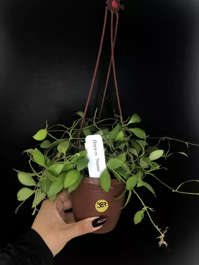 plant/387 Hoya cv Noona (Yellow Flowers-Flowering)-0-thumbnail