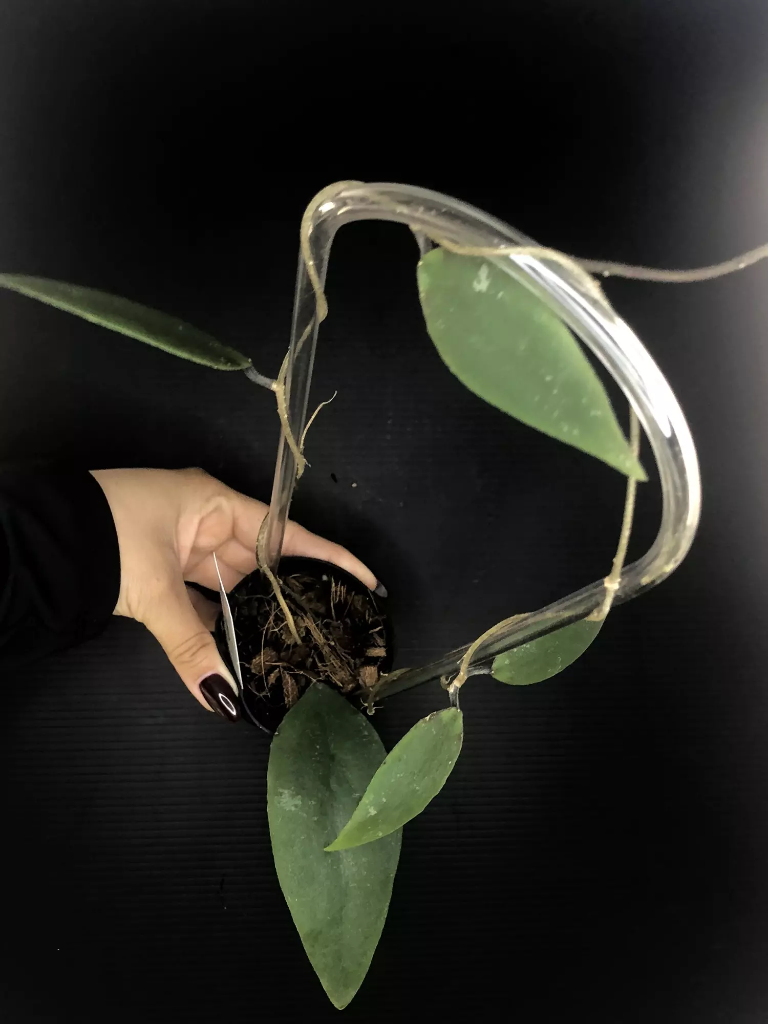 plant/411 Hoya Towutiensis-1