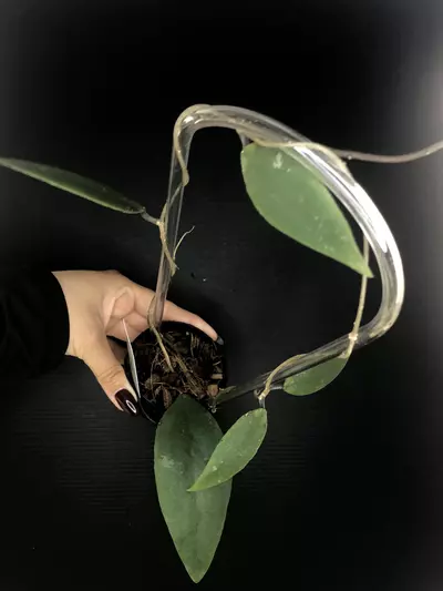 plant/411 Hoya Towutiensis-1-thumbnail