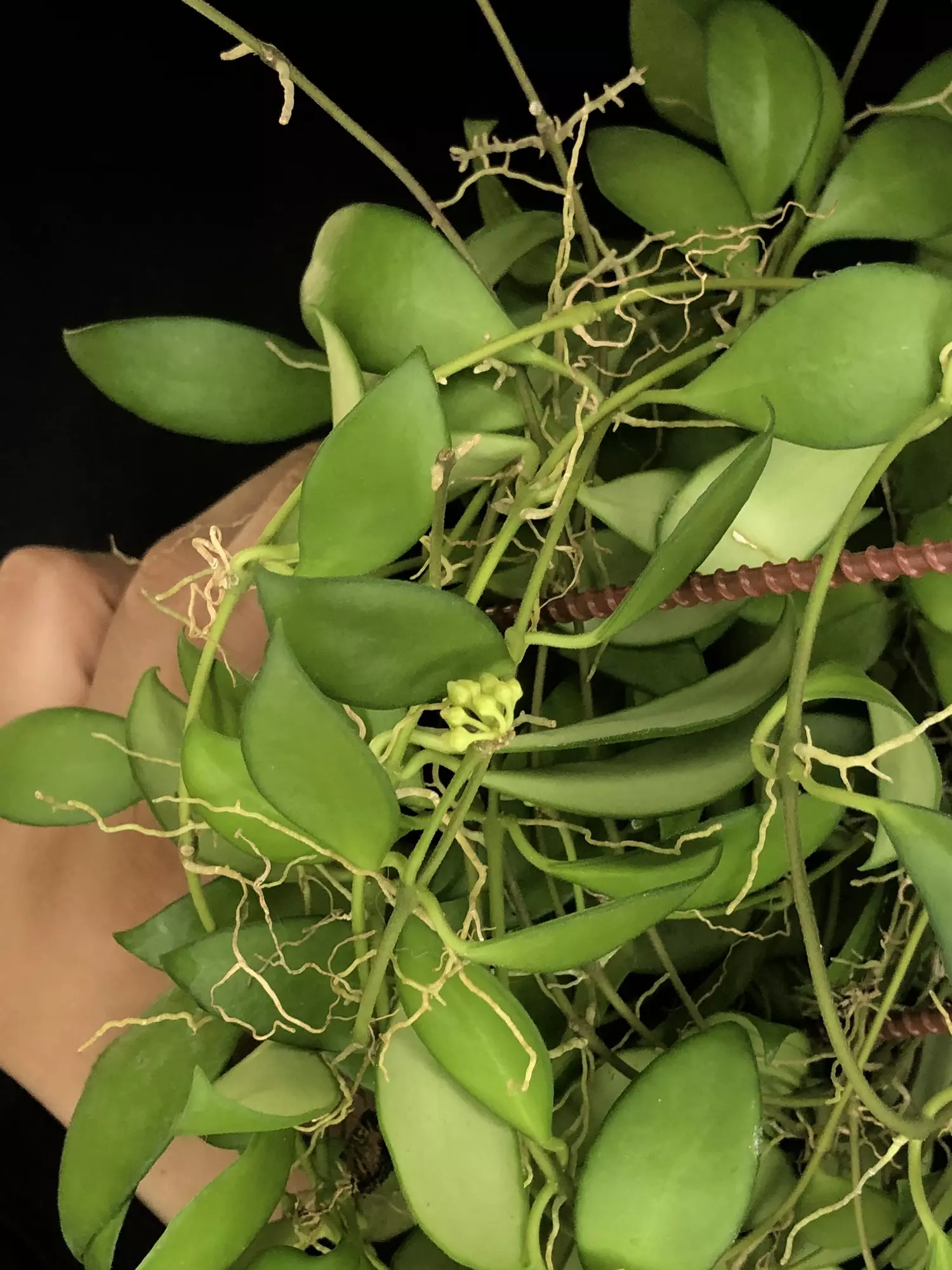 plant/387 Hoya cv Noona (Yellow Flowers-Flowering)-4
