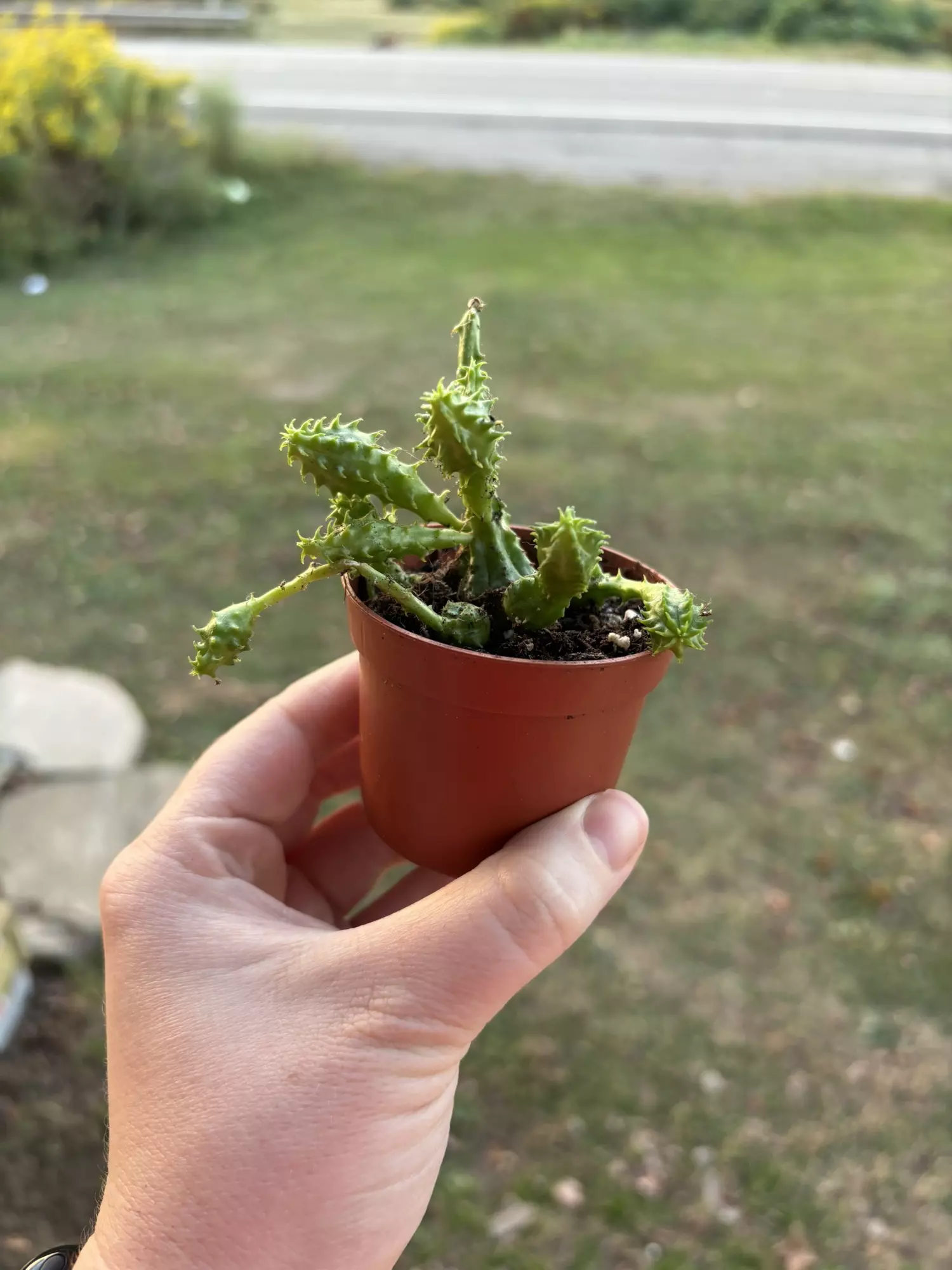 plant/Cactus C-0