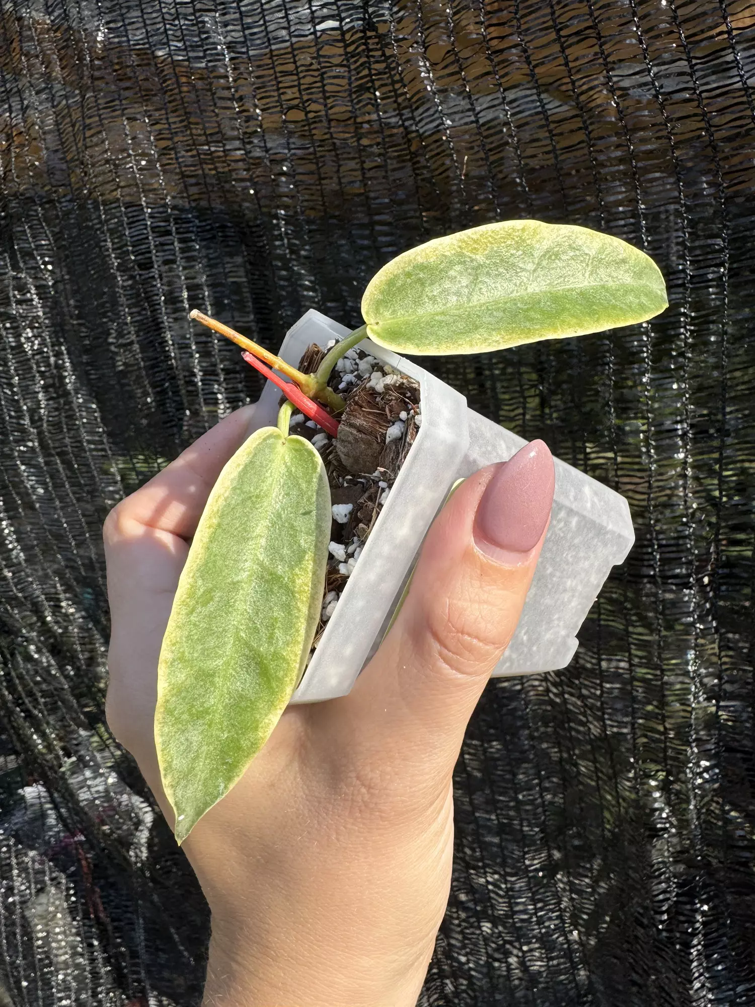 plant/Hoya archboldiana albomarginata-0