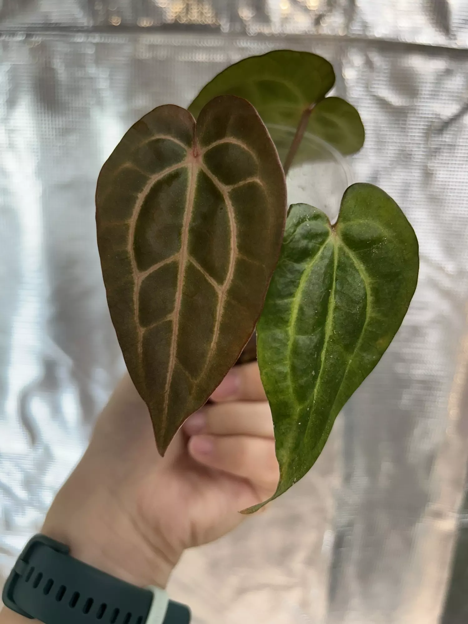 plant/Carla dress x windy dress 21-1