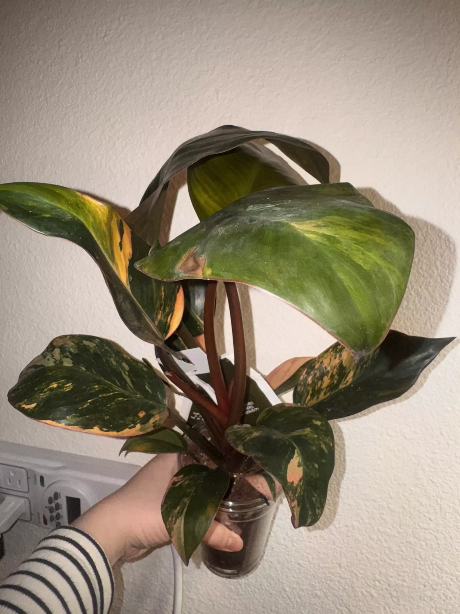 plant/Red Congo Variegated-1