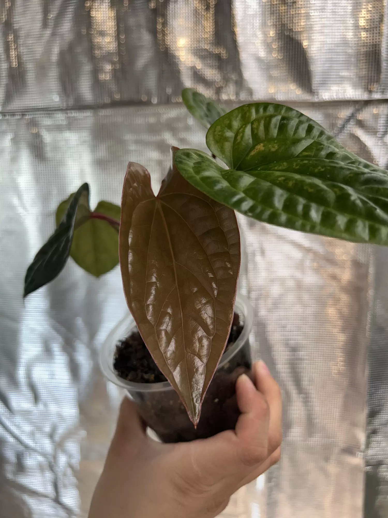 plant/Luxurians x Radicans-1