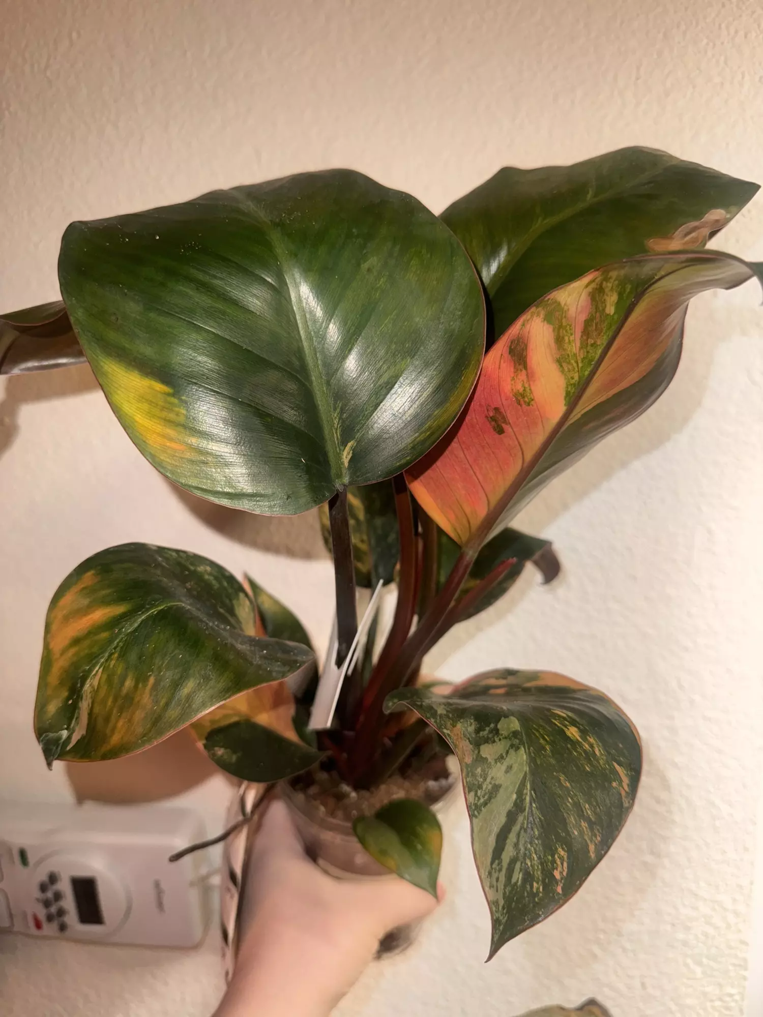 plant/Red Congo Variegated-0