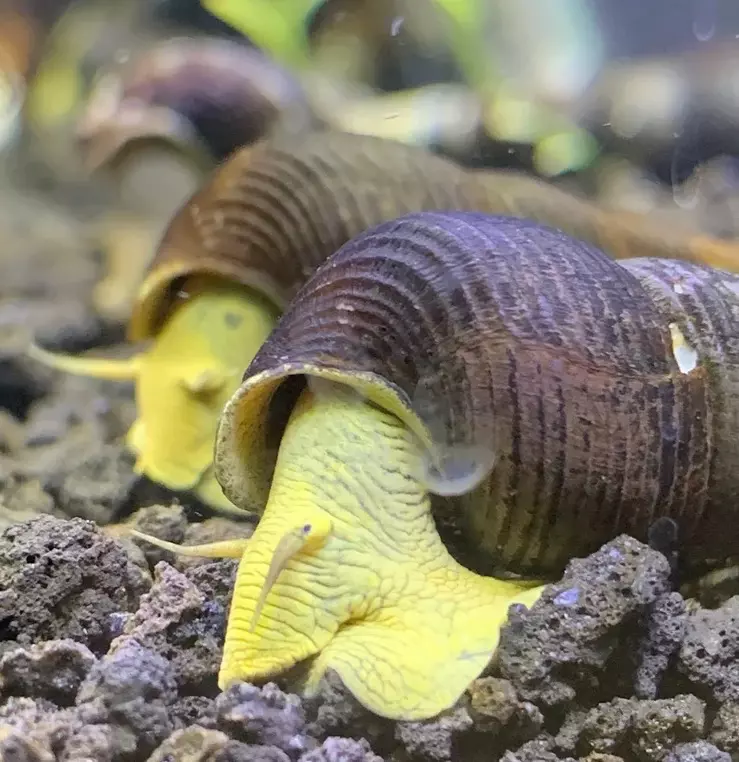 plant/Giant Yellow Rabbit Snail-0