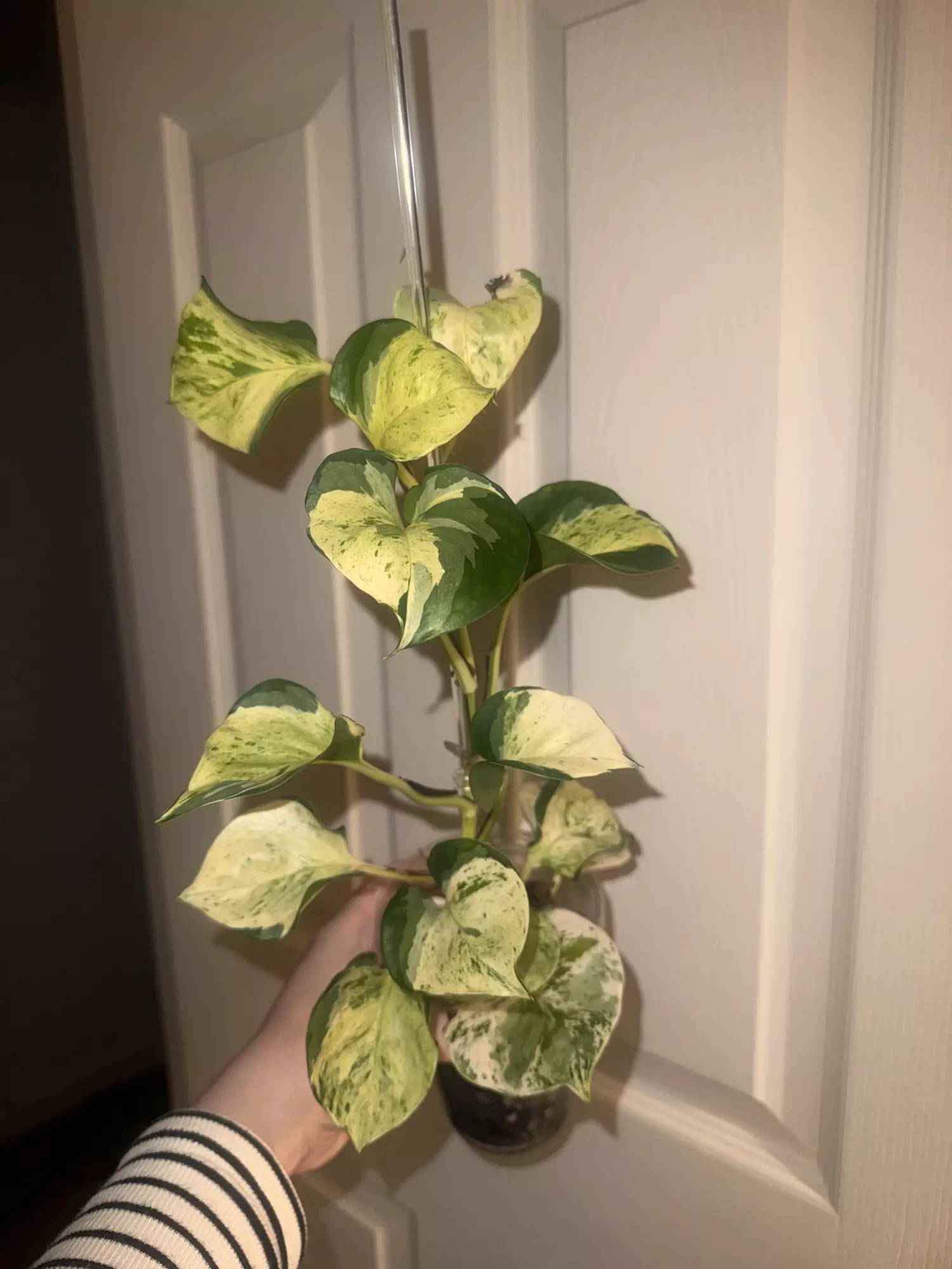 plant/Manjula Pothos Large-0