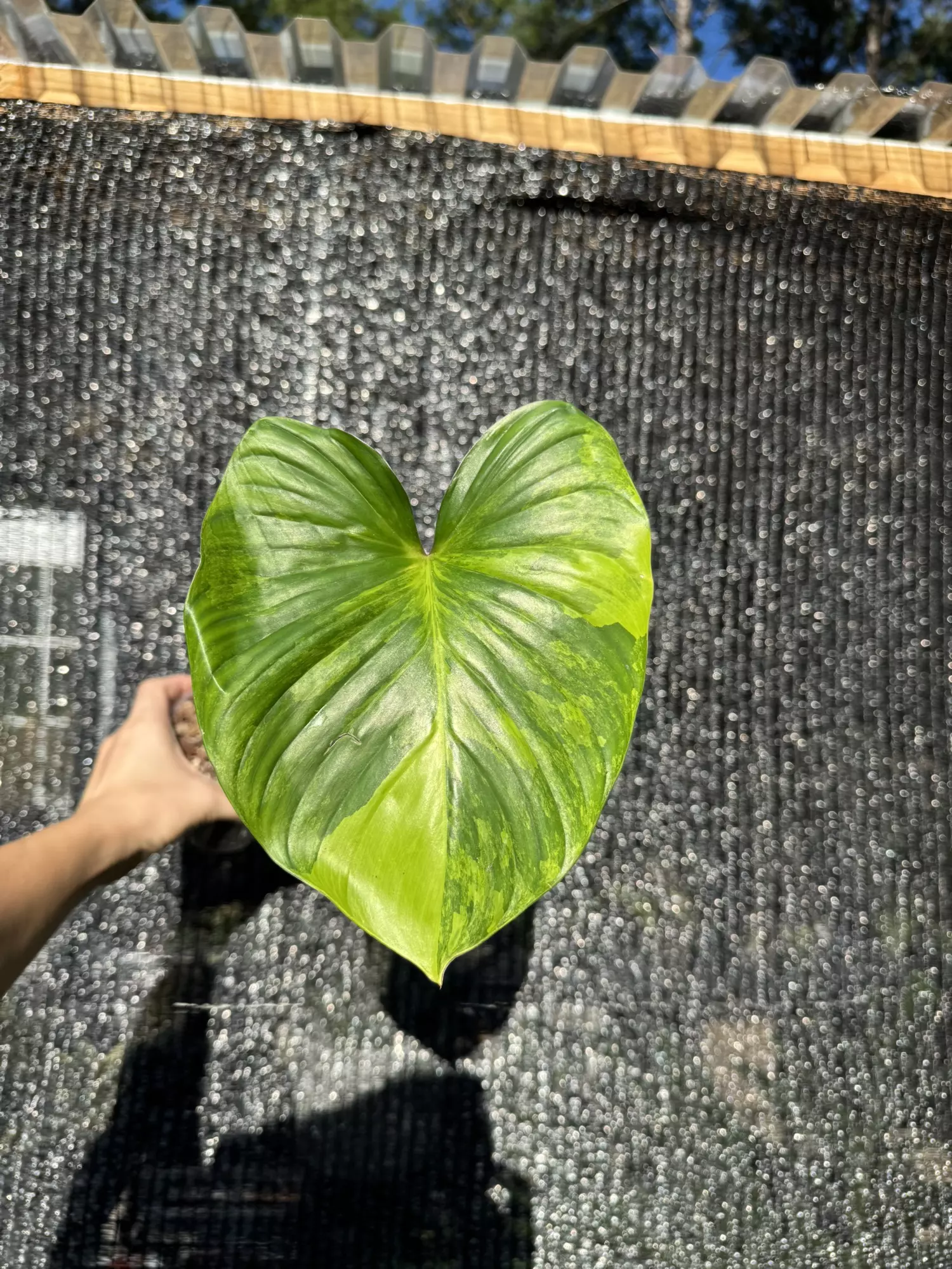 plant/Homalomena peach aurea-0