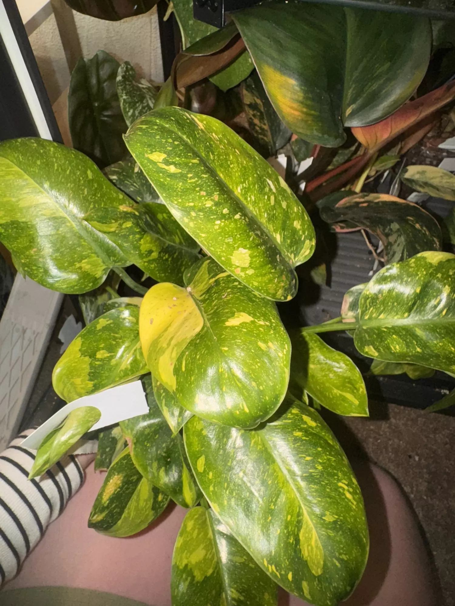 plant/Green Congo Nuclear Large -0