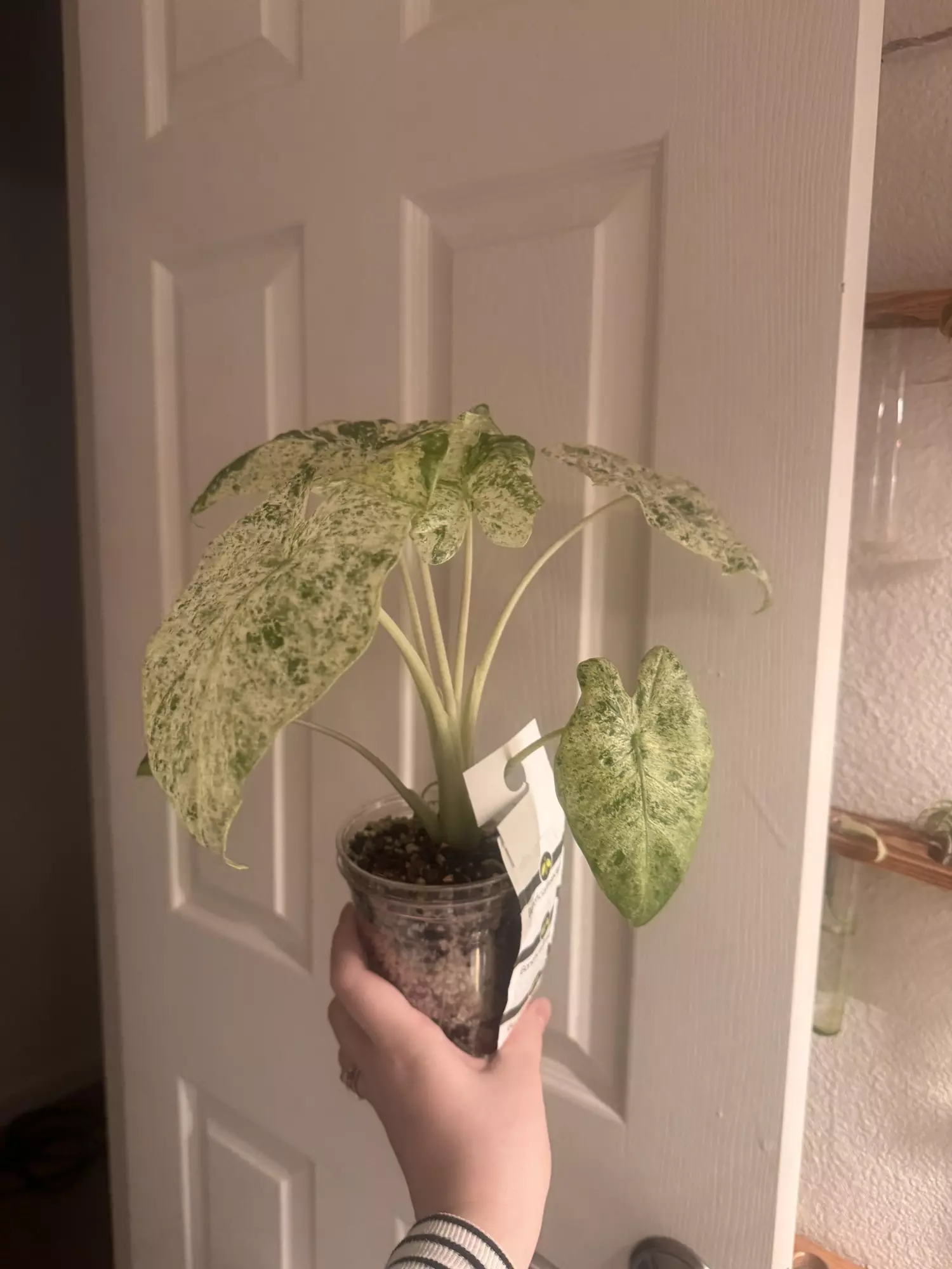 plant/Alocasia Odora Batik-1