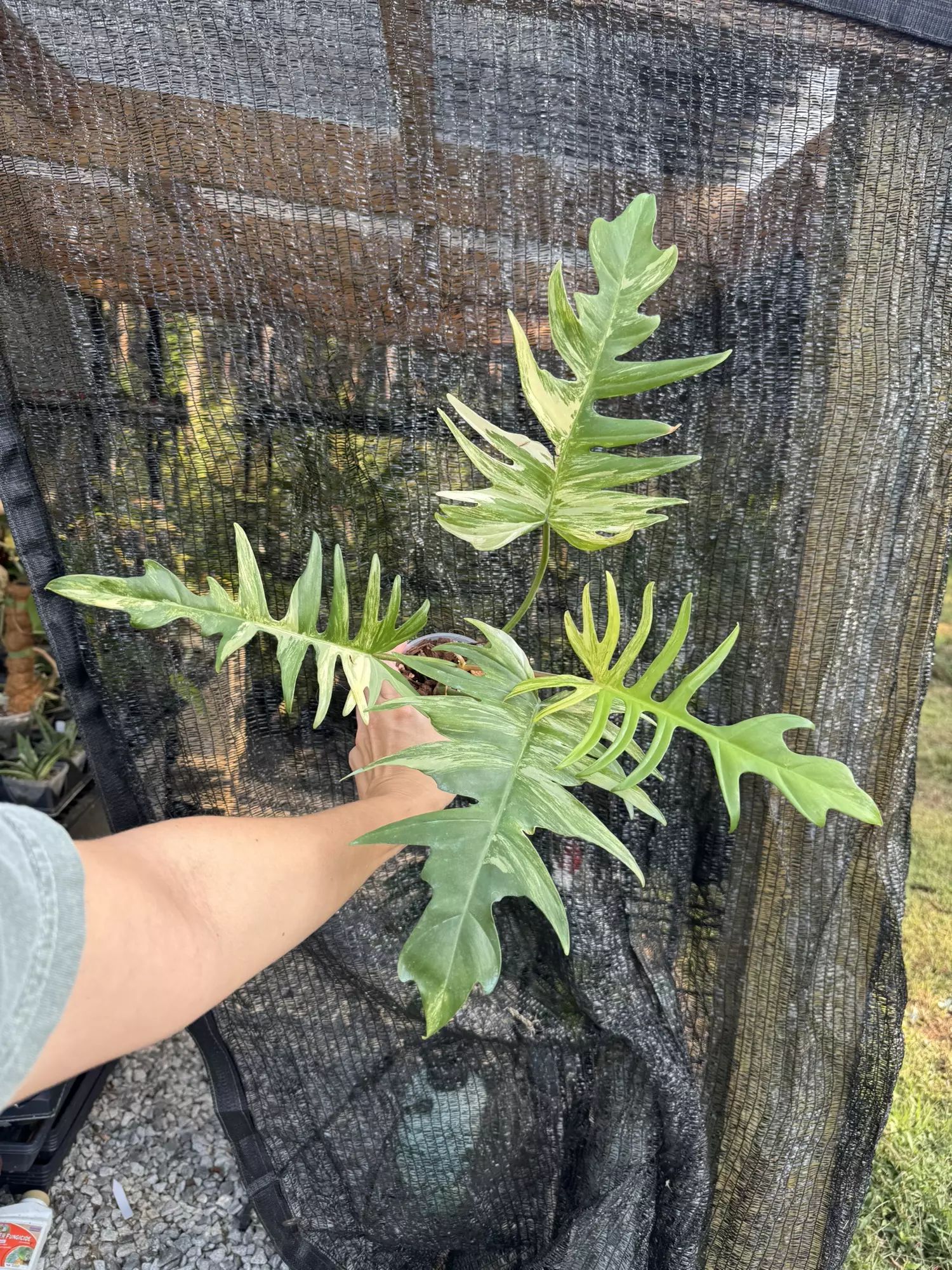 plant/Philodendron florida beauty x tortum-0