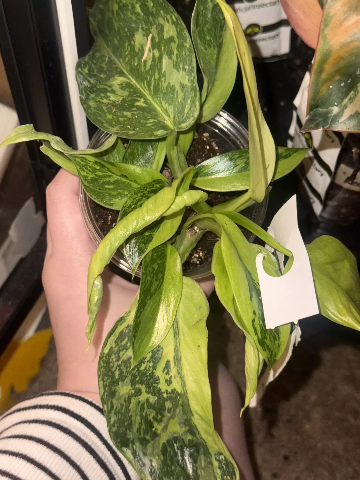 plant/Jose Buono Philodendron-0