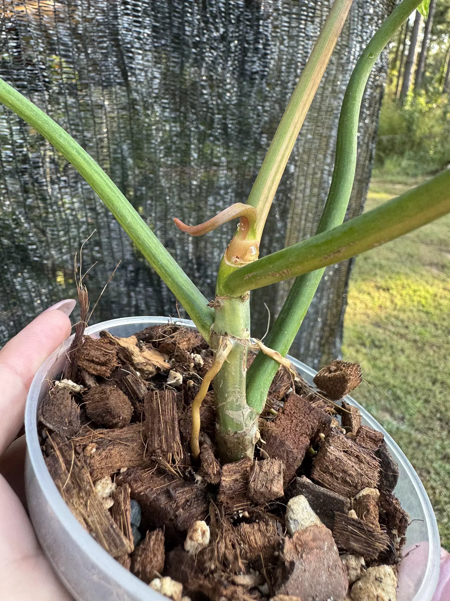 plant/Philodendron florida beauty x tortum-2