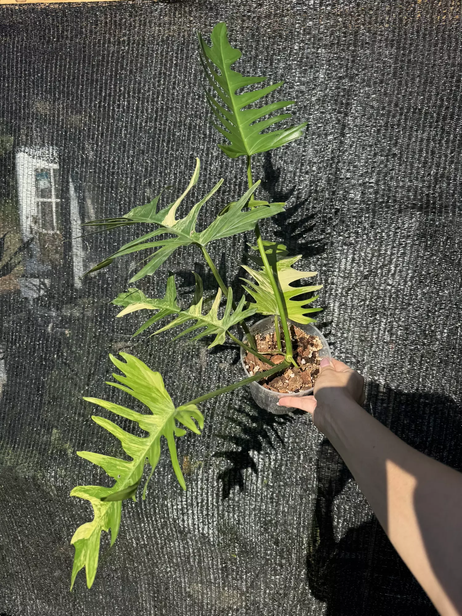 plant/Philodendron florida beauty x tortum-0
