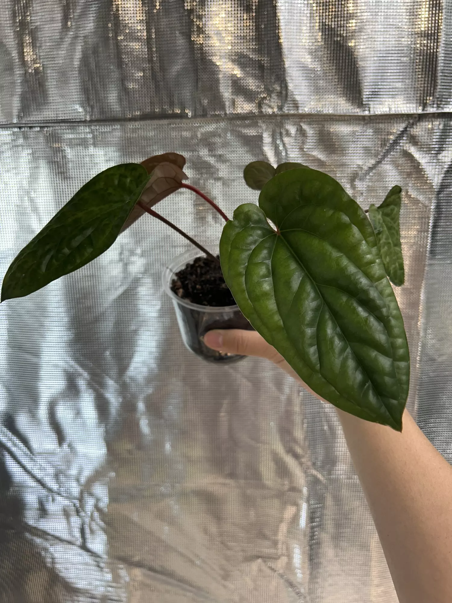 plant/Luxurians x Radicans-0