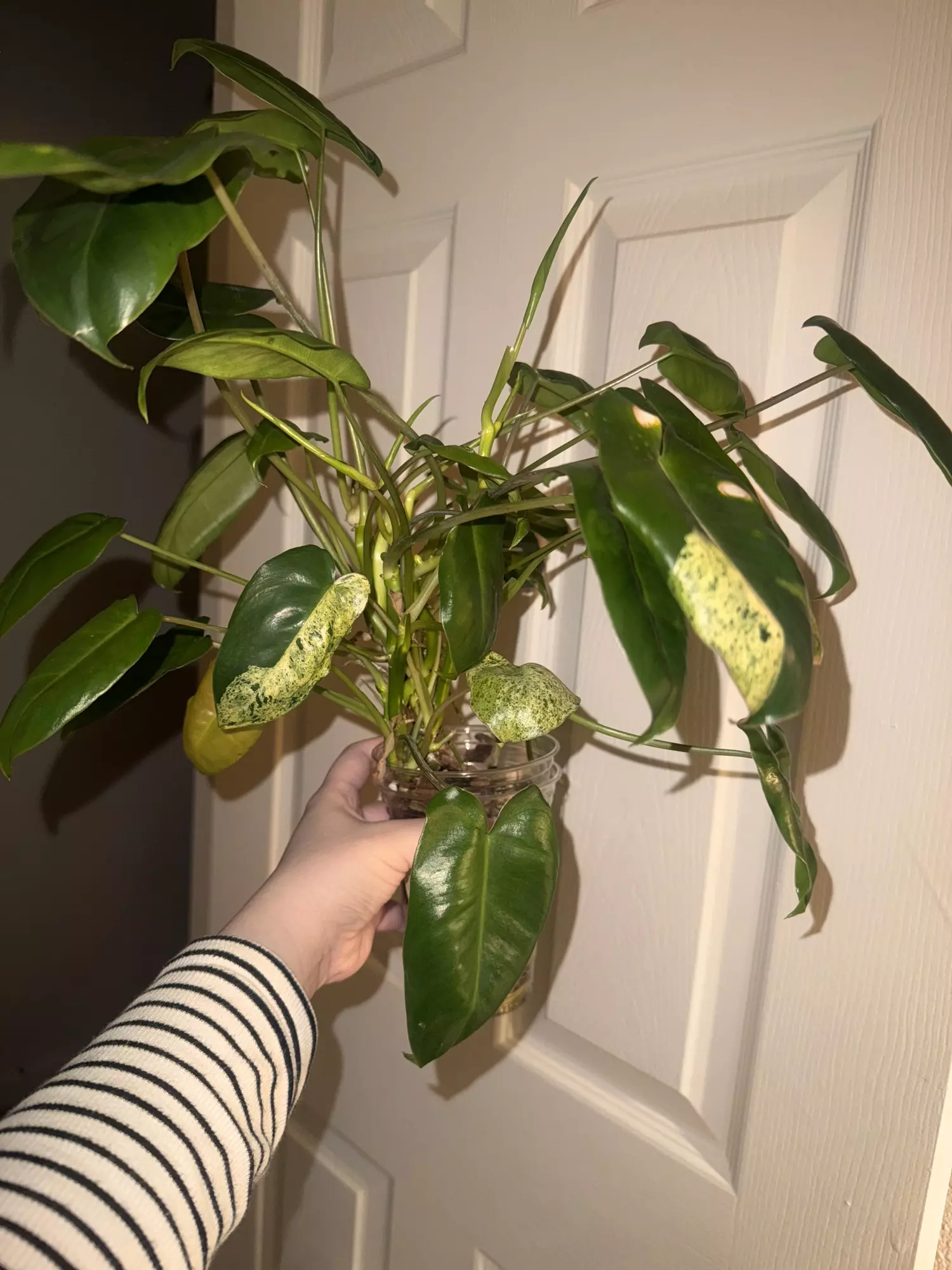 plant/Burle Marx Mint Philo-0