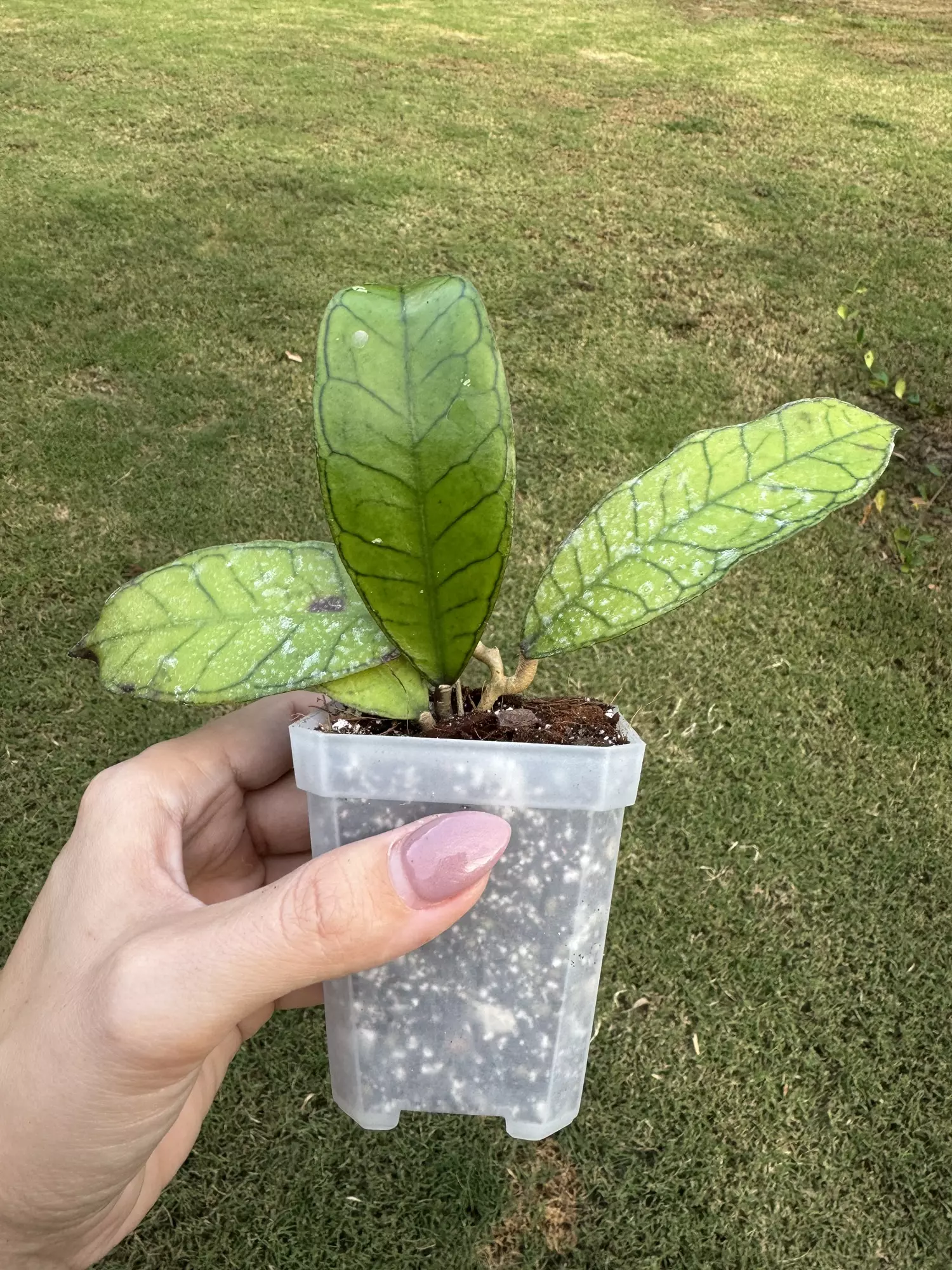 plant/Hoya gunung gading-0