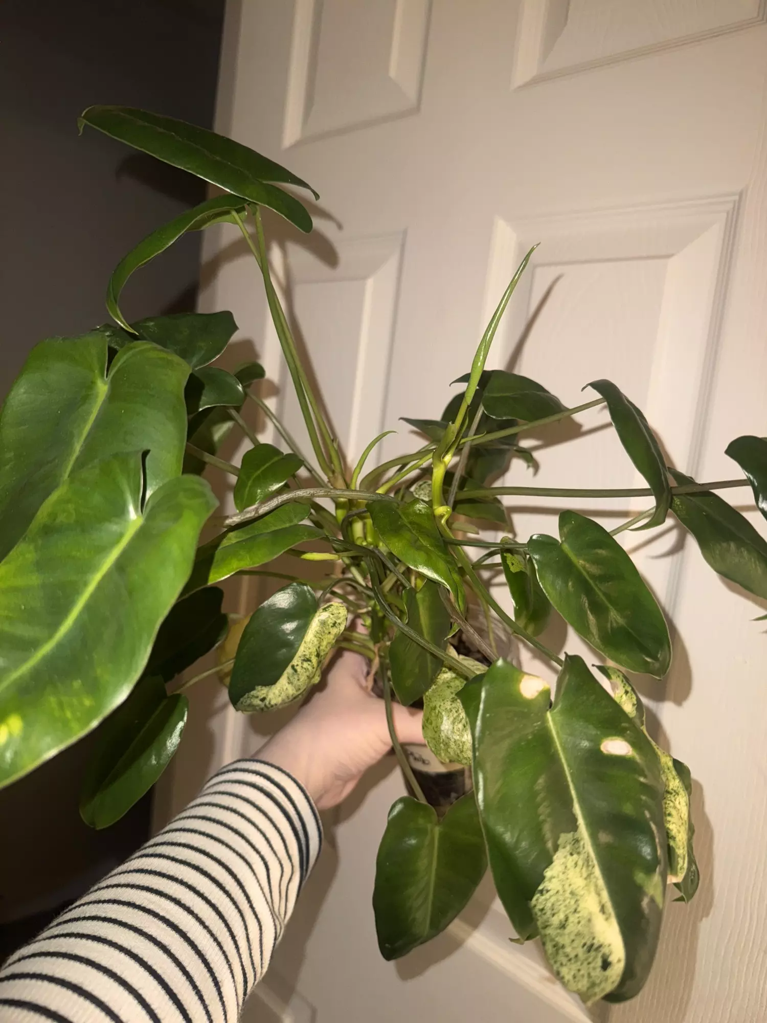 plant/Burle Marx Mint Philo-1
