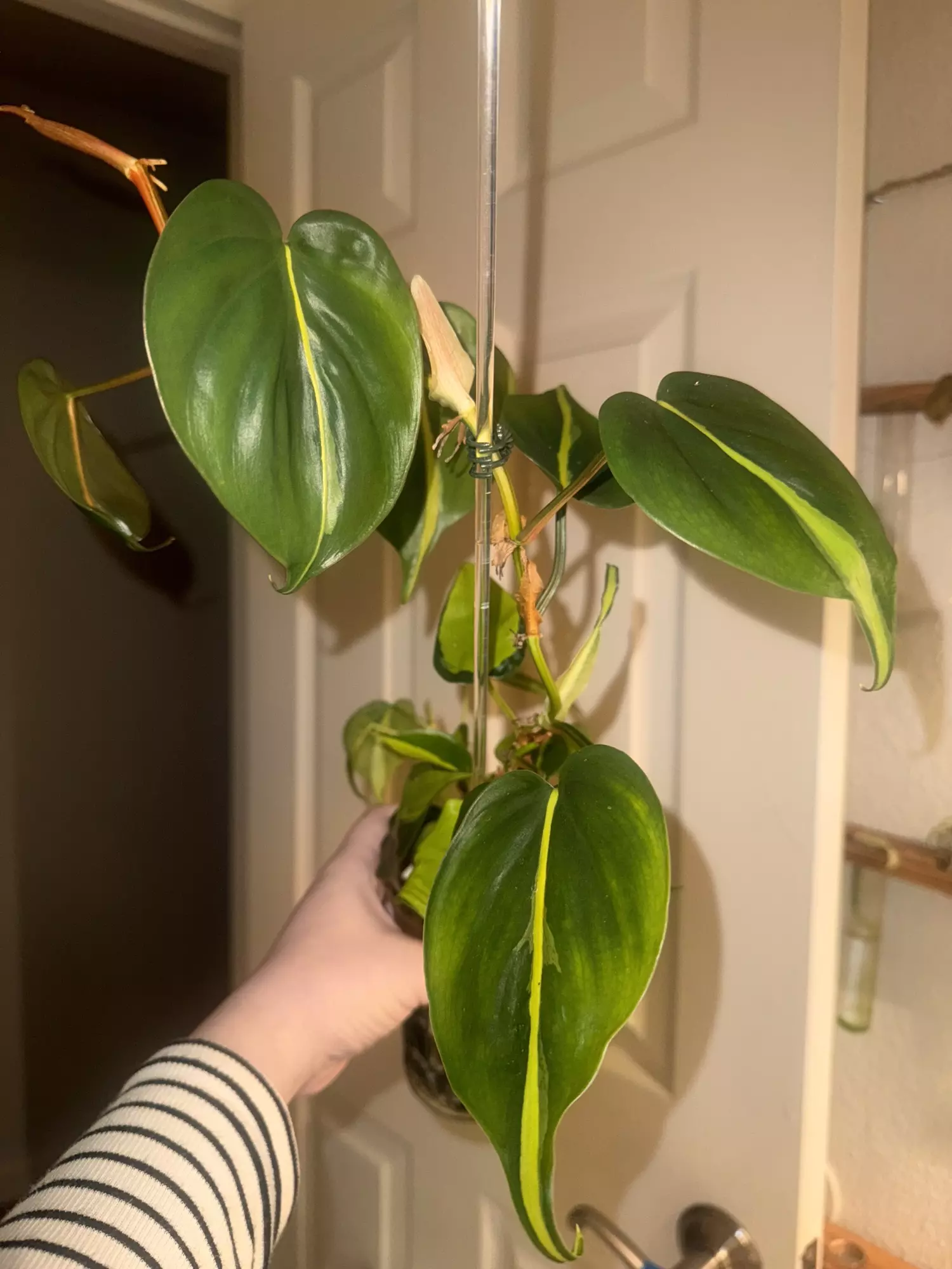 plant/Silver Stripe Philodendron-0
