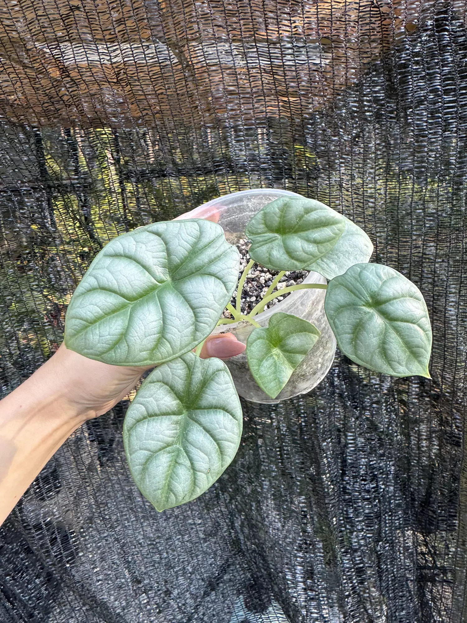 plant/Alocasia dragon scale-0
