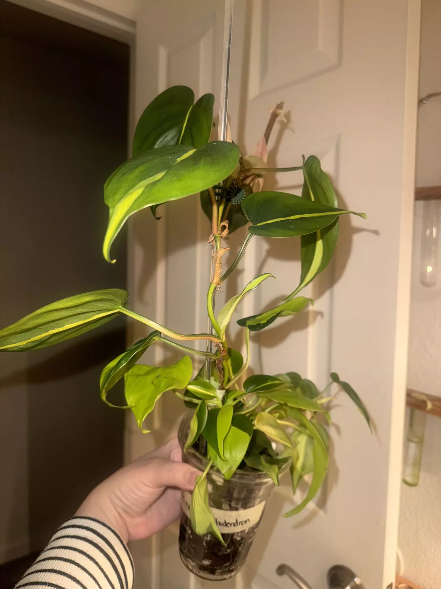 plant/Brazil Philodendron Large-0