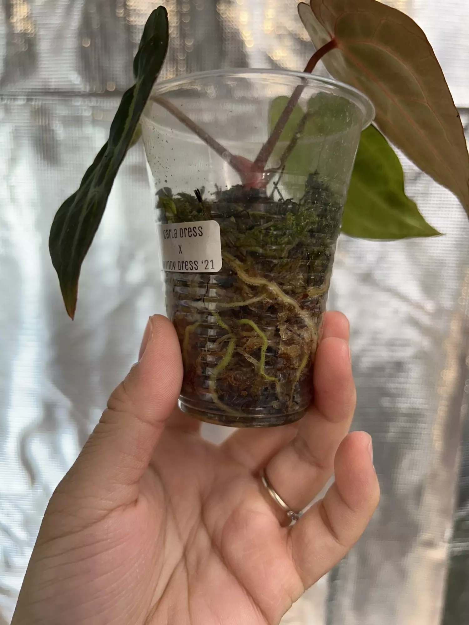 plant/Carla dress x windy dress 21-2