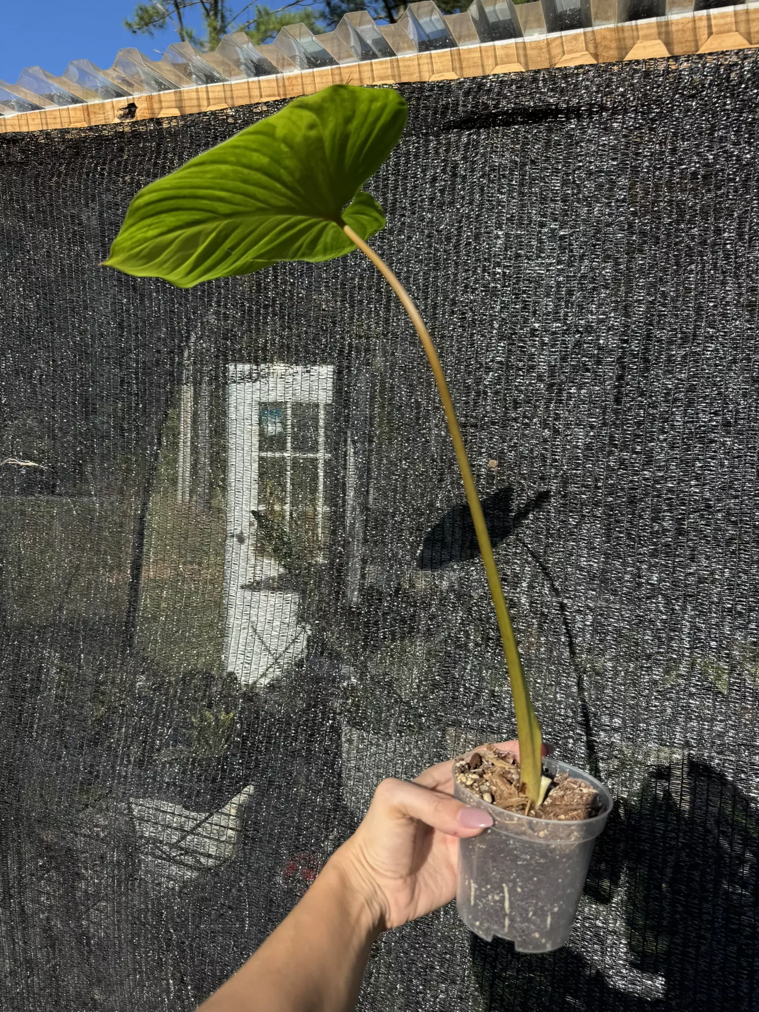 plant/Homalomena peach aurea-1