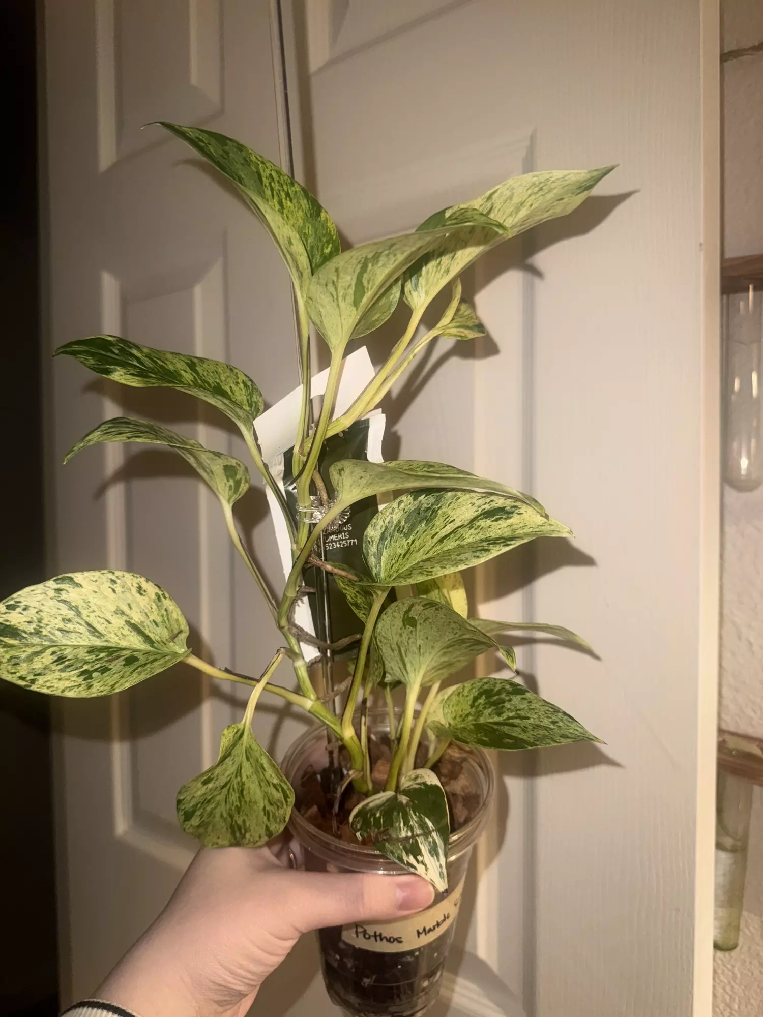 plant/Marble Snow Queen Large -0