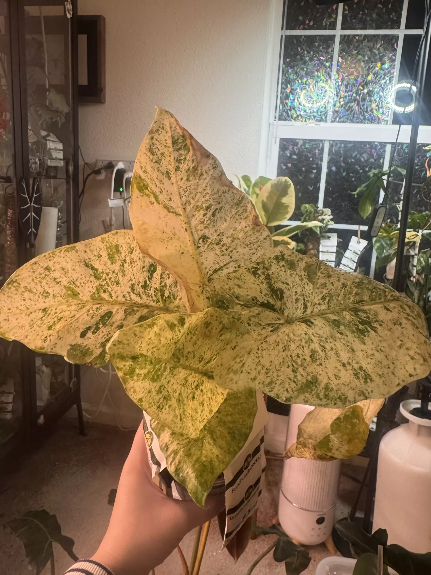 plant/Alocasia Blizzard-0