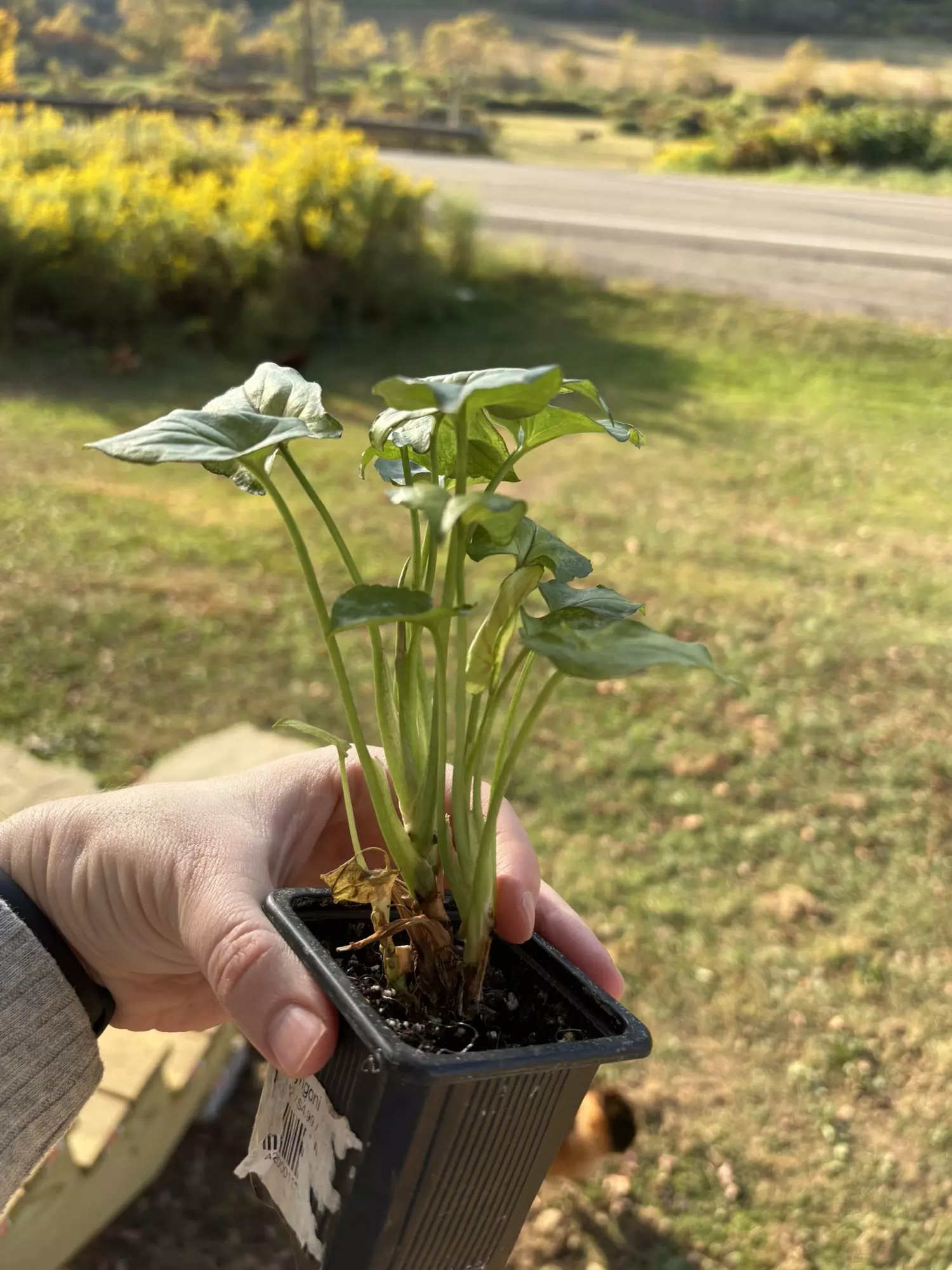 plant/Syngonium-1