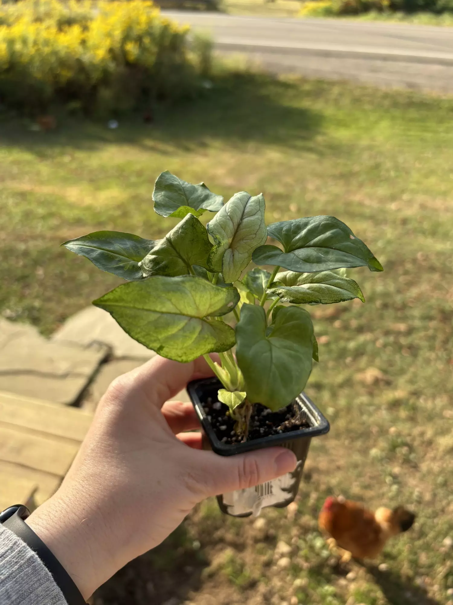 plant/Syngonium-0