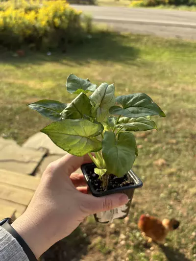 plant/Syngonium-0-thumbnail