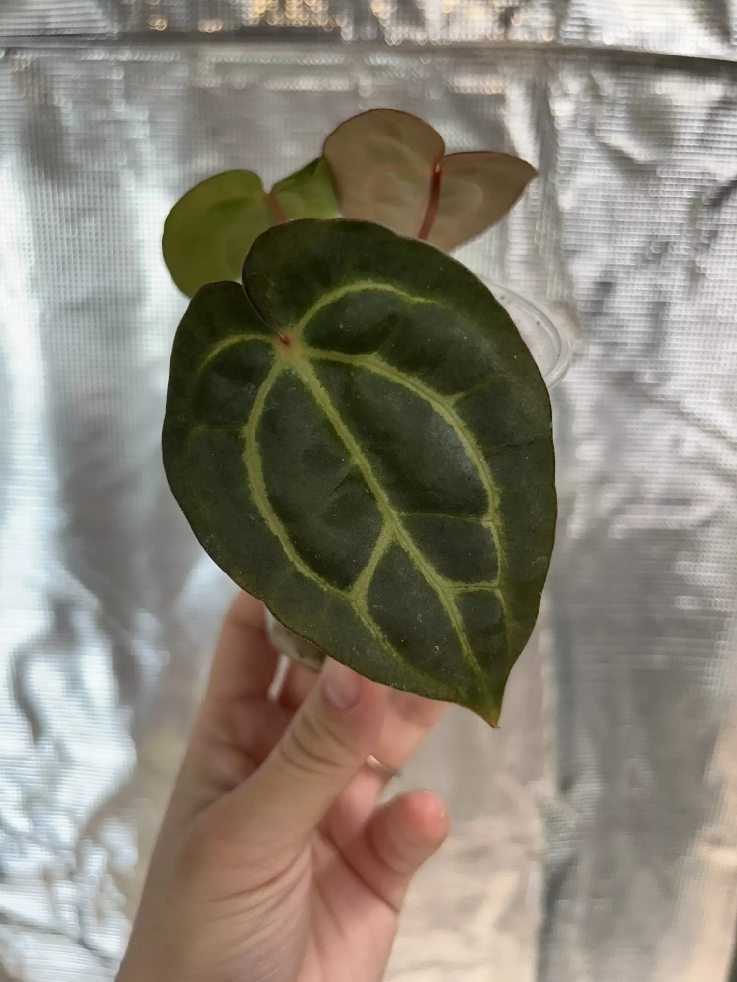 plant/Carla dress x windy dress 21-0