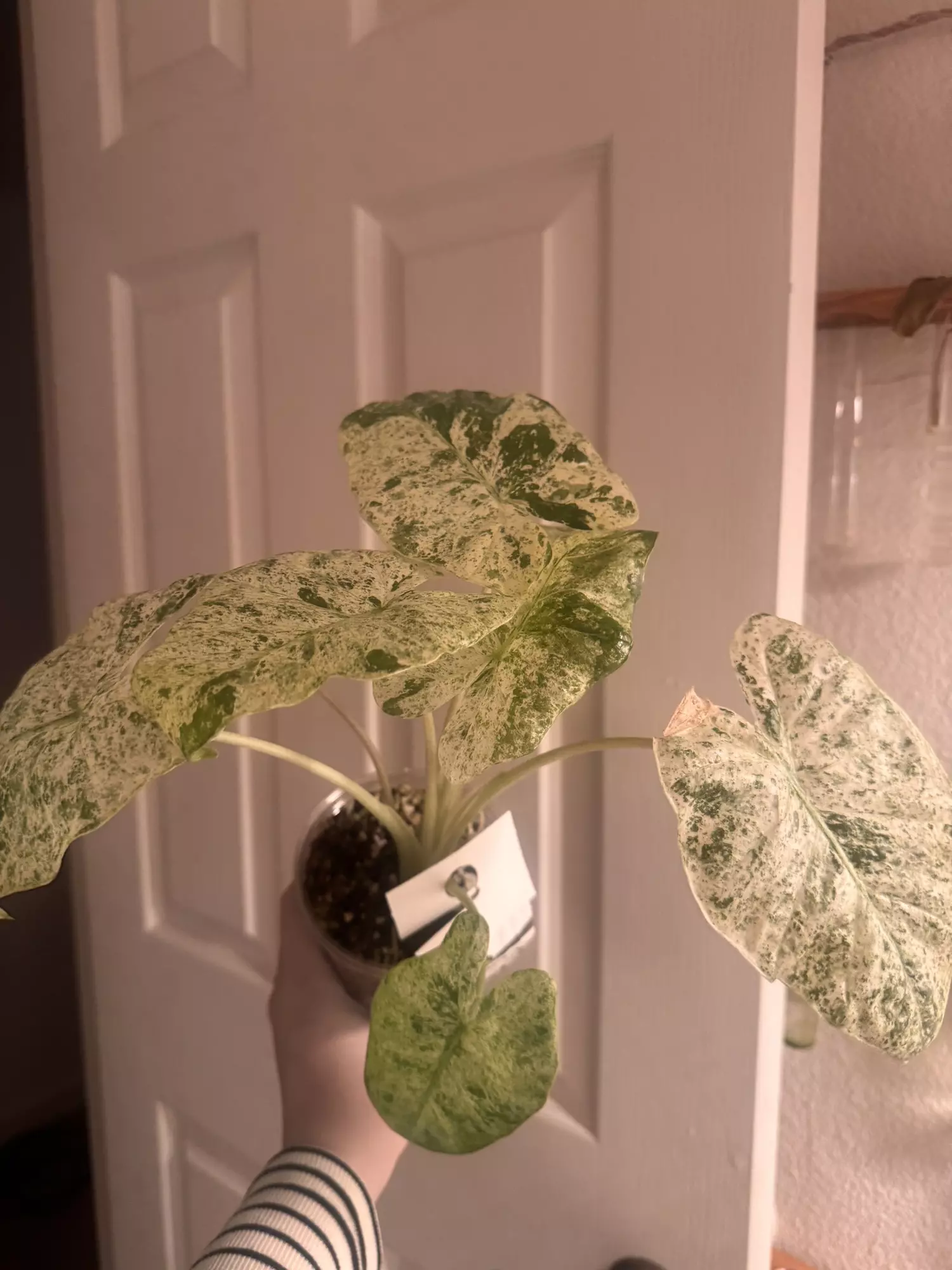 plant/Alocasia Odora Batik-0