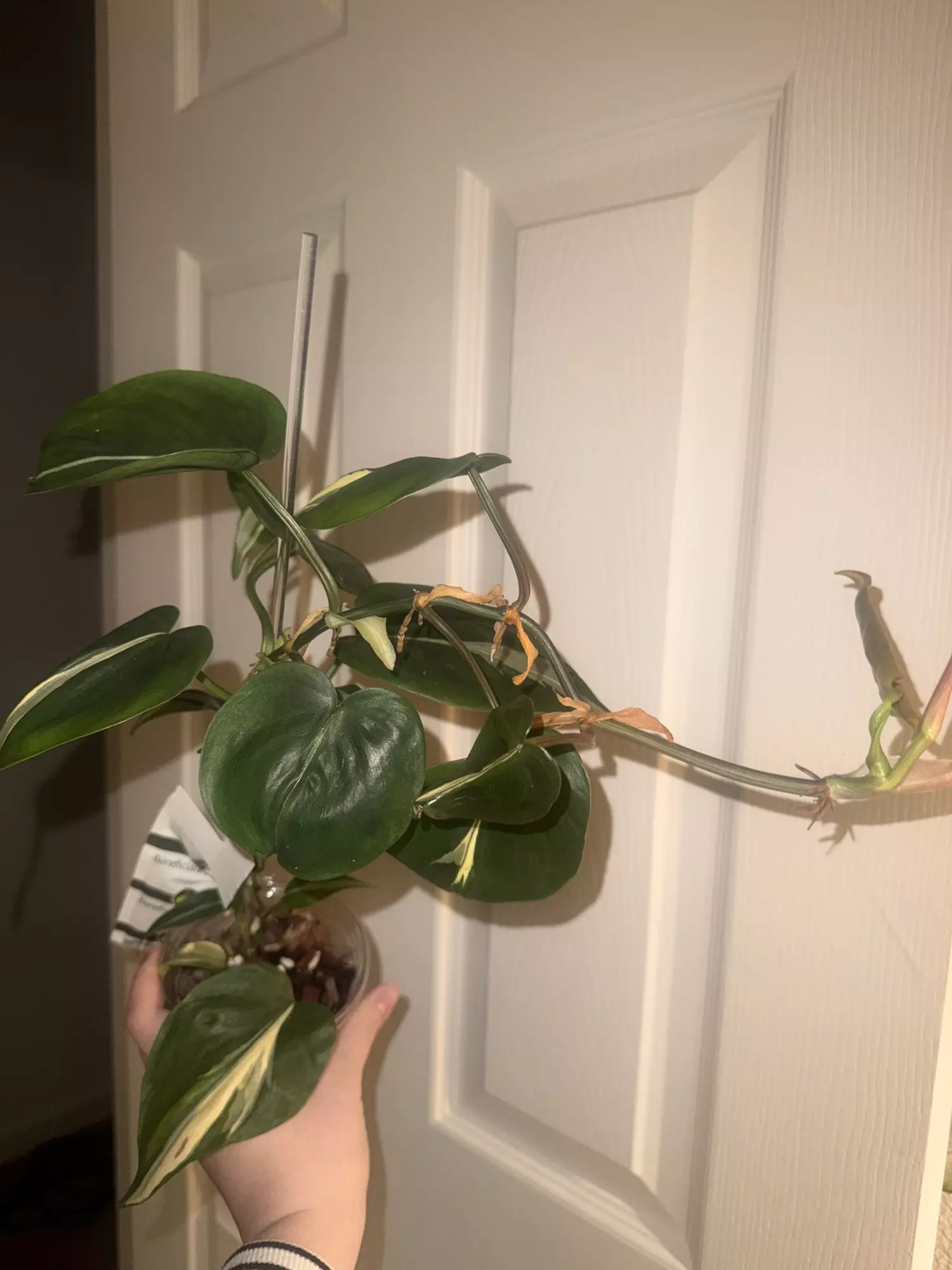 plant/Silver Stripe Philodendron-1