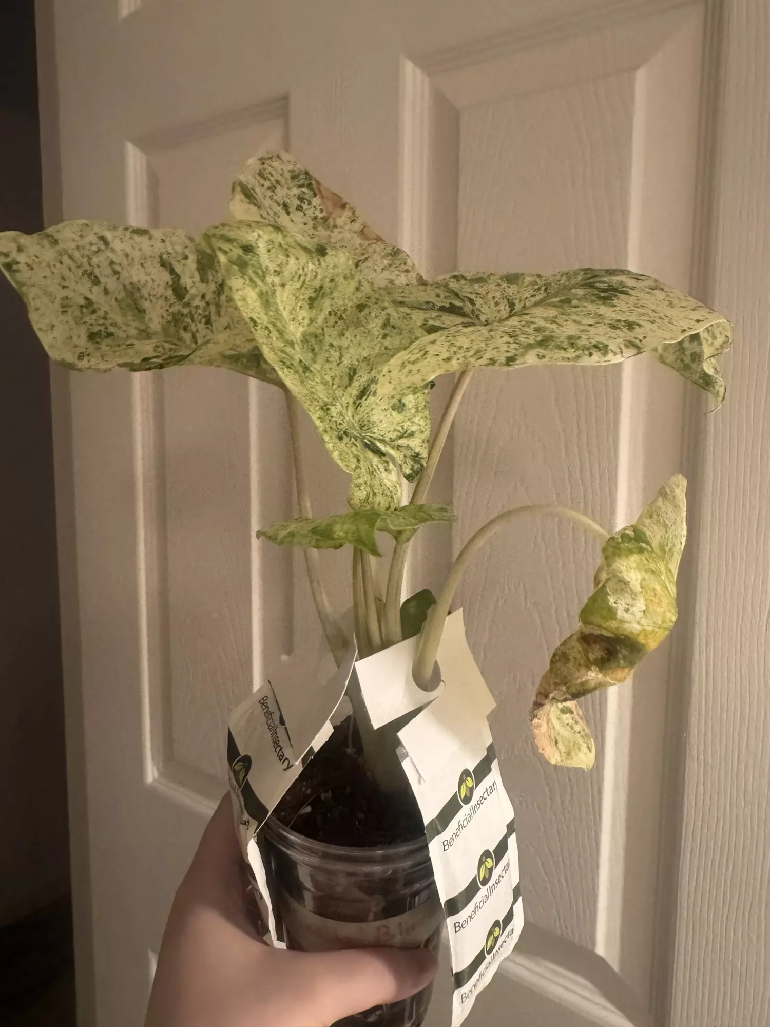 plant/Alocasia Blizzard-1