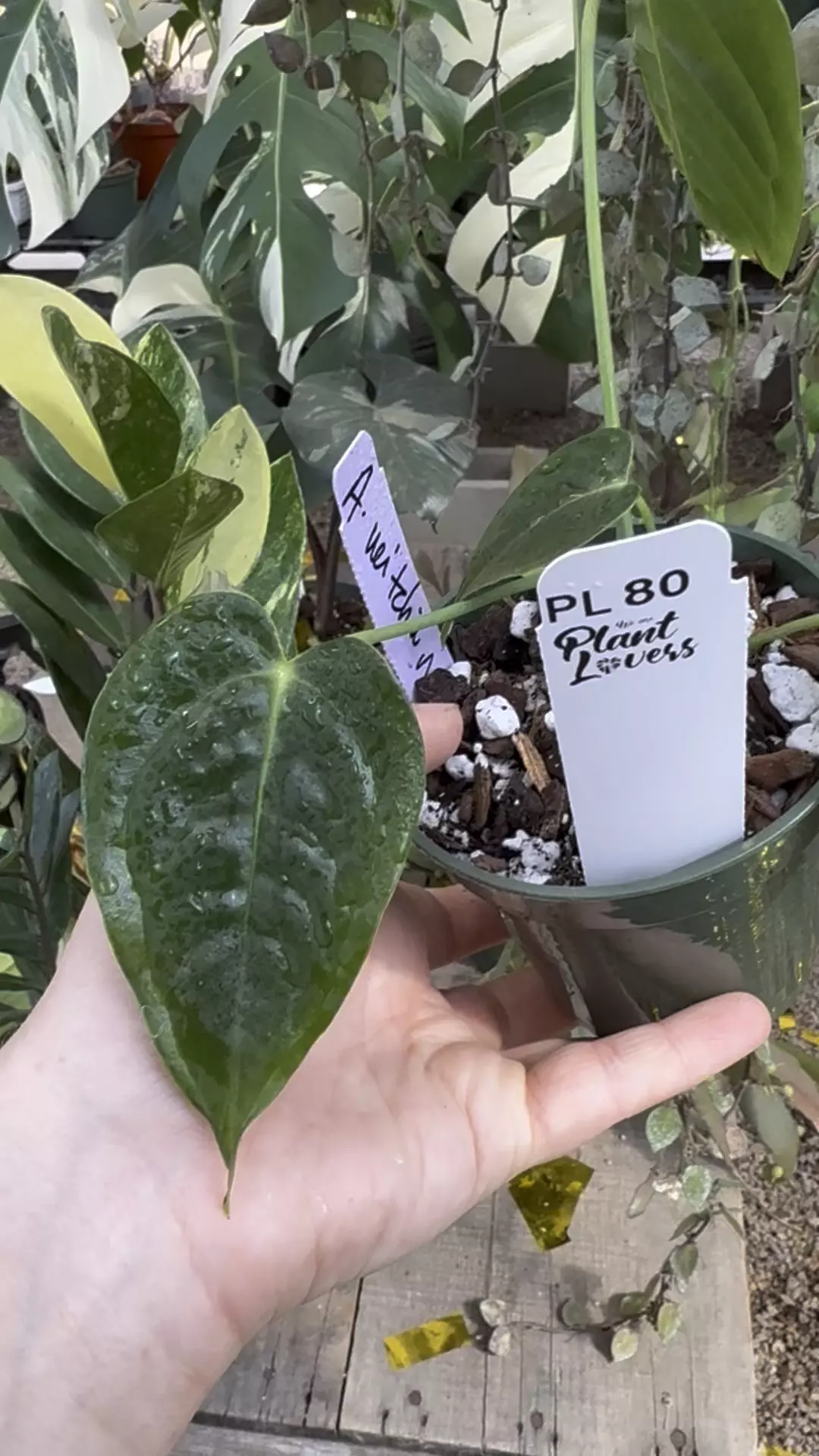 plant/PL80: Anthurium Veitchii narrow form (imperfect)-0