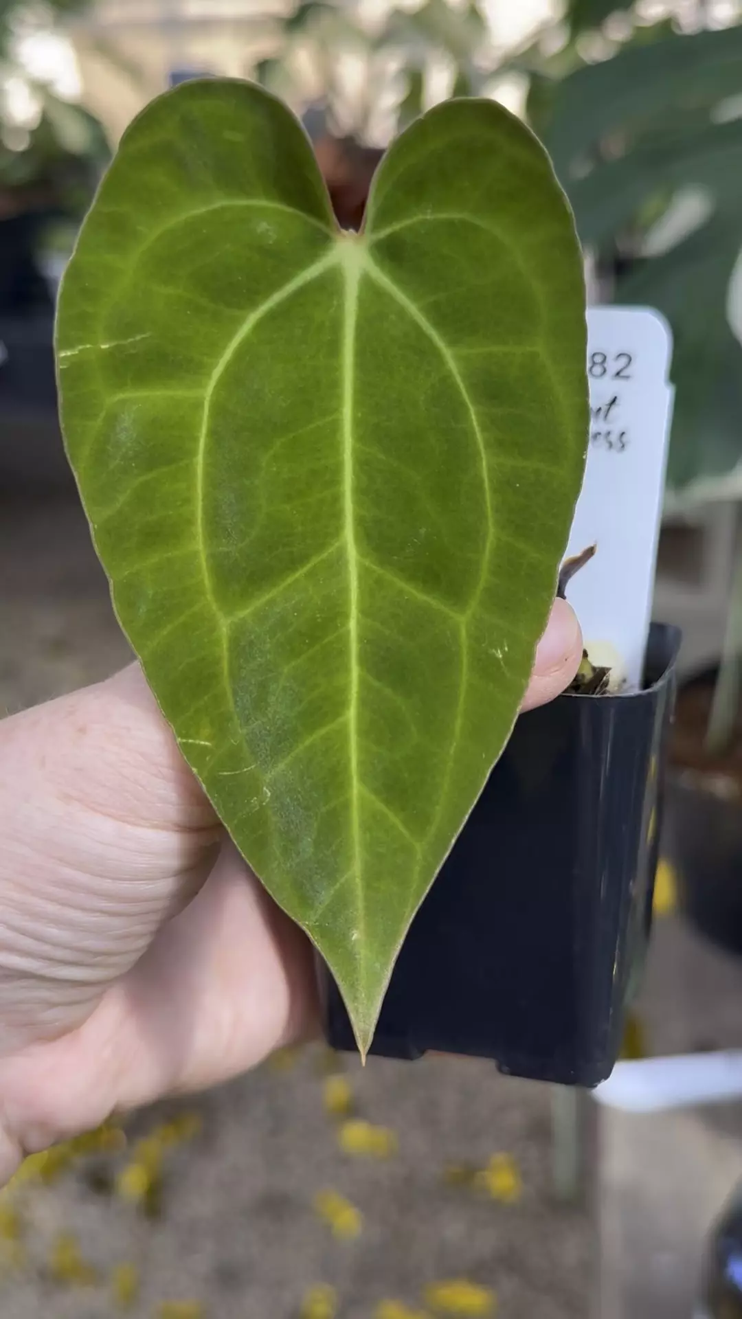 plant/PL82: Anthurium Doc Block NOID x Blue Velvet-0
