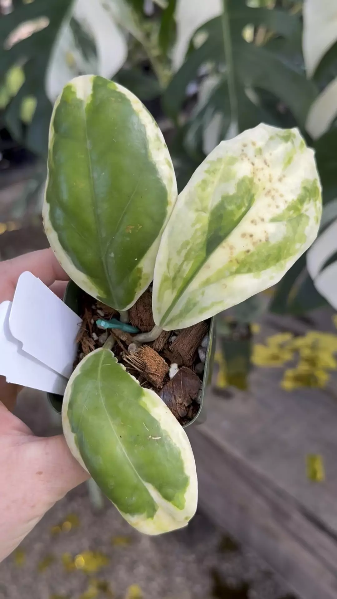 plant/PL91: Incrassata Albo Eclipse-0